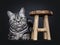 Excellent black tabby silver blotched British Shorthair cat kitten, isolated on black background