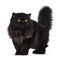 Excellent deep black Persian cat isolated on a white background