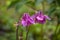 Excellent flowers of purple Aquilegia on blurry background of green grass. Plant in Buttercup family blooming in garden in spring