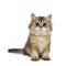 Excellent golden British Shorthair cat
