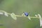 An excellent looking wasp is upon a branch of a plant in the wild. Purple colored insect is young and doing pollination