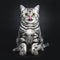 Excellent marked black silver tabby blotched British Shorthair cat kitten,solated on black background