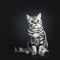 Excellent marked black silver tabby blotched British Shorthair cat kitten,solated on black background