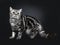 Excellent marked black silver tabby blotched British Shorthair cat kitten,solated on black background