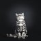 Excellent marked black silver tabby blotched British Shorthair cat kitten,solated on black background