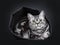 Excellent marked black silver tabby blotched British Shorthair cat kitten,solated on black background