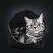 Excellent marked black silver tabby blotched British Shorthair cat kitten,solated on black background