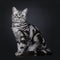 Excellent marked black silver tabby blotched British Shorthair cat kitten,solated on black background