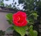 Excellent natural red flowers in the garden