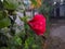 Excellent natural red flowers in the garden