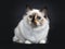 Excellent tortie young Sacred Birman cat isolated on black background