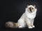 Excellent tortie young Sacred Birman cat isolated on black background