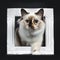 Excellent tortie young Sacred Birman cat isolated on black background