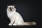 Excellent tortie young Sacred Birman cat isolated on black background