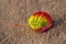 Excellent vivid color leaf lying on the sand