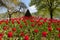 Exceptional view of a large red tulip bed