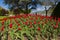 Exceptional view over a large red tulip bed