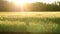 Exchange of cereal field in rays of setting sun