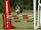 Excited agility dog jumping