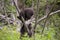 Excited bear cubs in tree