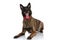 Excited belgian shepherd dog with bowtie looking up and panting