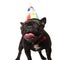 Excited birthday french bulldog with red bowtie looks to side