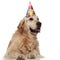 Excited birthday golden retriever looks to side while lying