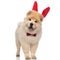 Excited chow chow wearing red bowtie and rabbit ears