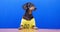 Excited dachshund sits at wooden table against blue wall