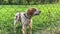 Excited Dog Barking Behind Fence