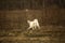 Excited dog on dirt heap in city outskirts