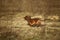 Excited dog on dirt heap in city outskirts