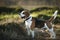 Excited dog on dirt heap in city outskirts