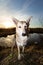 Excited dog on dirt heap in city outskirts