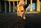 Excited dog on dirt heap in city outskirts