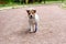 Excited dog with leash wallowing on ground coming at camera