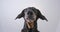 Excited dog stands against white ceiling and looks upward