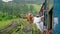 Excited female tourist leans out train door in rich green tropics. Curly-haired woman in sunglasses enjoys scenic rail