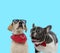 Excited French bulldog and cool Labrador Retriever