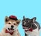 Excited French bulldog panting and Akita Inu wearing hat