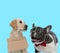 Excited French bulldog panting and stray Labrador Retriever
