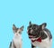 Excited French bulldog wearing bowtie and curious Metis cat cub