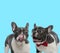 Excited French bulldogs panting and licking its nose