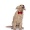 Excited golden retriever dog with bowtie looking up and licking nose