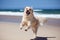 Excited golden retriever running on the beach