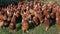 Excited hens, free range brown hens of sustainable farm in chicken garden.