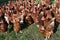 Excited hens, free range brown hens of sustainable farm in chicken garden.