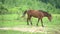 Excited horses walking on pasture, horse breeding and animal husbandry