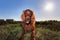 Excited Irish Setter dog lying on ground in fair weather