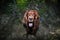 Excited Irish Setter dog sitting on ground in fair weather